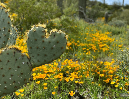 I Trust in Wildflowers